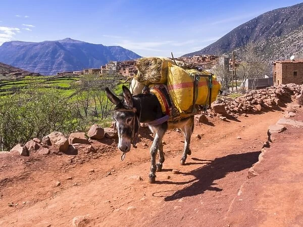 Burro or pack mule carrying a heavy load on a path in the Atlas Mountains, mud-brick village of Anammer at the back, Ourika Valley, Marrakech-Tensift-Al Haouz, Morocco