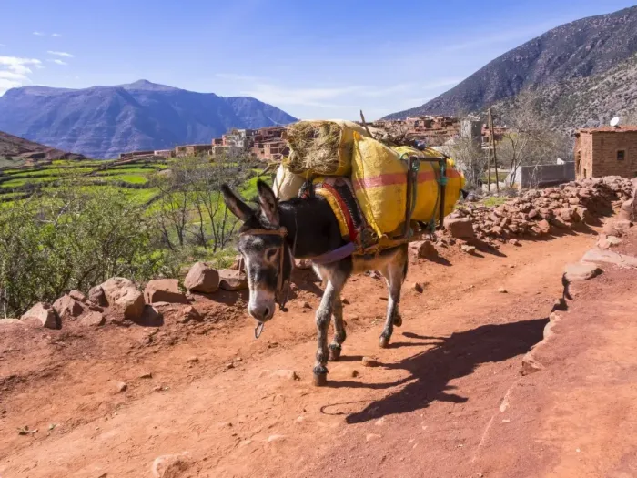 Framed Print : Burro or pack mule carrying a heavy load on a path in the Atlas Mountains, mud-brick village of Anammer at the back, Ourika Valley, Marrakech-Tensift-Al Haouz, Morocco
