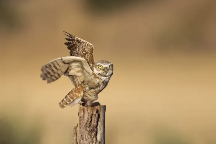 Framed Print : Burrowing Owl Framed Print : Burrowing Owl