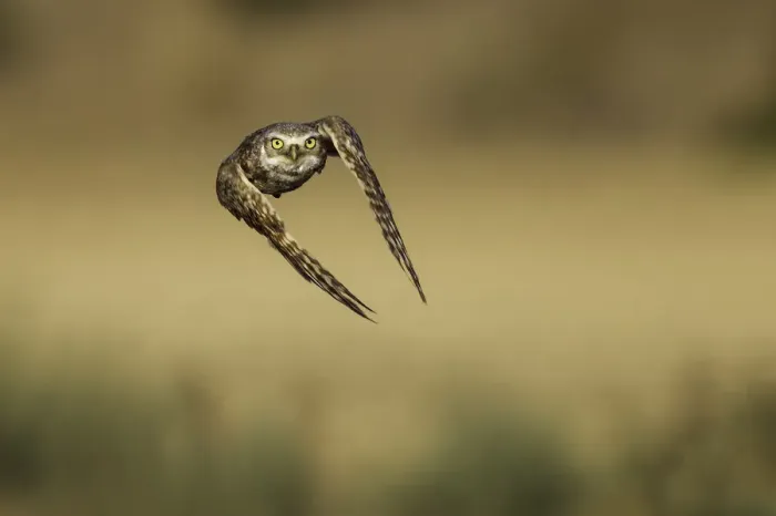 Framed Print : Burrowing Owl