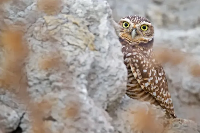 Framed Print : Burrowing Owl Framed Print : Burrowing Owl