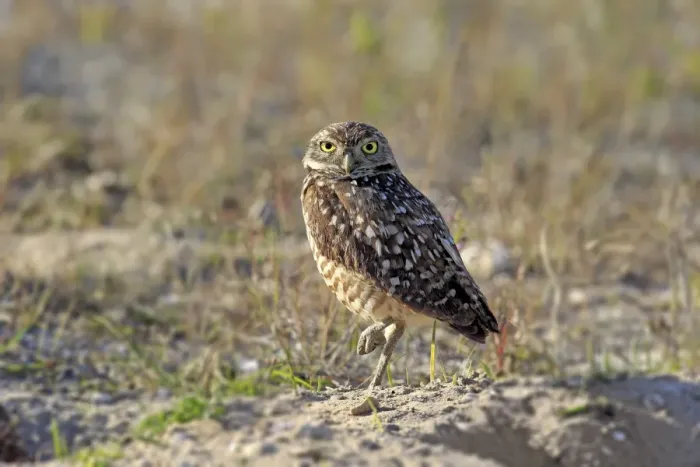Framed Print : Burrowing Owl -Athene cunicularia- adult, Florida, USA Framed Print : Burrowing Owl -Athene cunicularia- adult, Florida, USA