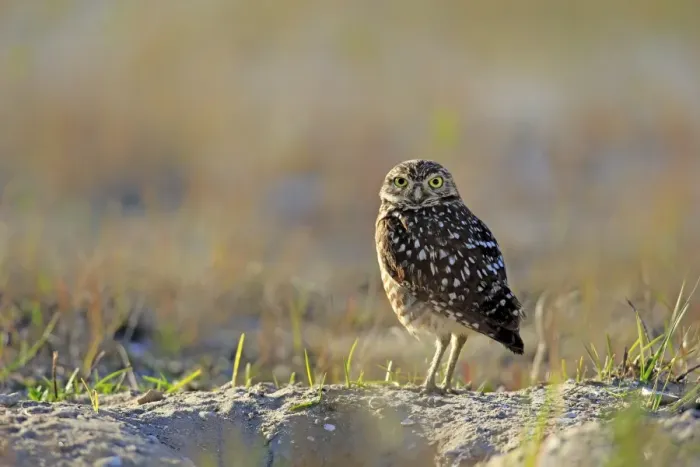 Framed Print : Burrowing Owl -Athene cunicularia- adult, Florida, USA Framed Print : Burrowing Owl -Athene cunicularia- adult, Florida, USA