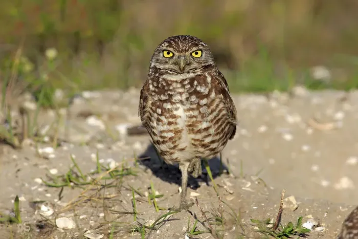 Framed Print : Burrowing Owl -Athene cunicularia- adult, Florida, USA Framed Print : Burrowing Owl -Athene cunicularia- adult, Florida, USA