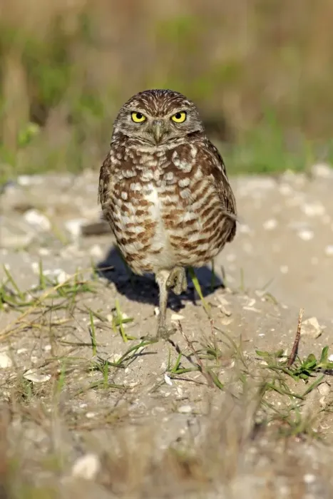 Framed Print : Burrowing Owl -Athene cunicularia- adult, Florida, USA Framed Print : Burrowing Owl -Athene cunicularia- adult, Florida, USA