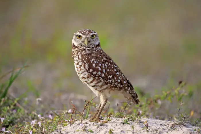 Framed Print : Burrowing Owl -Athene cunicularia- adult, Florida, USA Framed Print : Burrowing Owl -Athene cunicularia- adult, Florida, USA