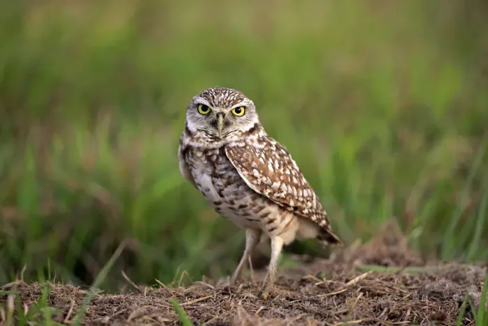 Framed Print : Burrowing Owl -Athene cunicularia- adult, at den, Florida, United States Framed Print : Burrowing Owl -Athene cunicularia- adult, at den, Florida, United States