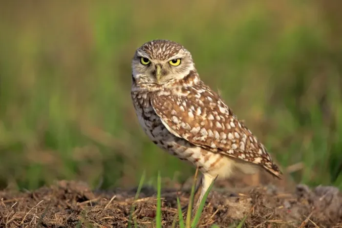 Framed Print : Burrowing Owl -Athene cunicularia- adult, at den, Florida, United States Framed Print : Burrowing Owl -Athene cunicularia- adult, at den, Florida, United States