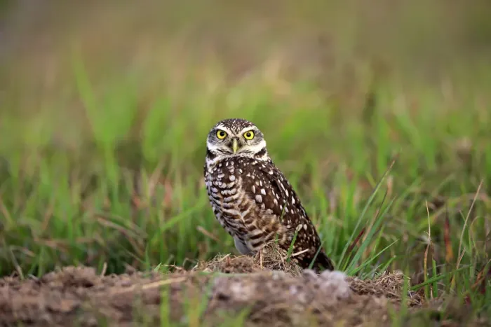Framed Print : Burrowing Owl -Athene cunicularia- adult, at den, Florida, United States