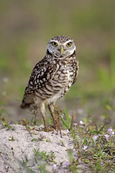Framed Print : Burrowing Owl -Athene cunicularia- adult, Florida, USA Framed Print : Burrowing Owl -Athene cunicularia- adult, Florida, USA