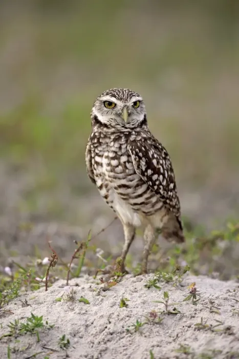 Framed Print : Burrowing Owl -Athene cunicularia- adult, Florida, USA Framed Print : Burrowing Owl -Athene cunicularia- adult, Florida, USA
