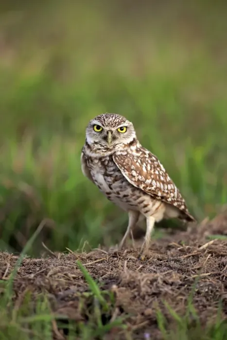 Framed Print : Burrowing Owl -Athene cunicularia- adult, at den, Florida, United States Framed Print : Burrowing Owl -Athene cunicularia- adult, at den, Florida, United States