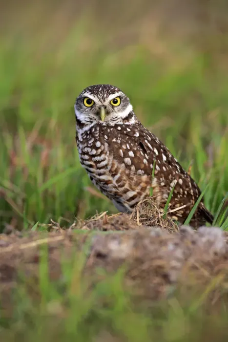 Framed Print : Burrowing Owl -Athene cunicularia- adult, at den, Florida, United States Framed Print : Burrowing Owl -Athene cunicularia- adult, at den, Florida, United States