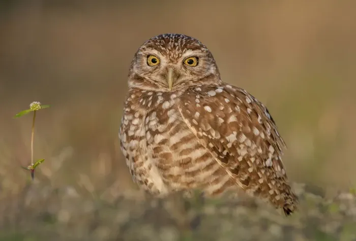 Framed Print : Burrowing owl at sunset Framed Print : Burrowing owl at sunset