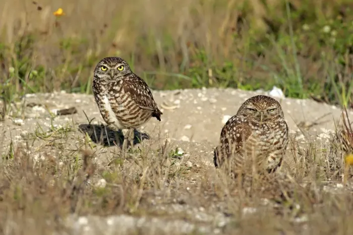 Framed Print : Burrowing owls -Athene cunicularia- adult, at den, Florida, United States Framed Print : Burrowing owls -Athene cunicularia- adult, at den, Florida, United States