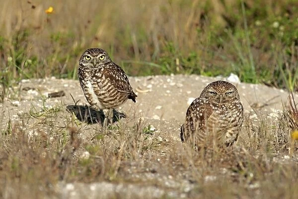 Burrowing owls -Athene cunicularia- adult, at den, Florida, United States