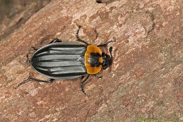 Burying beetle or Carrion beetle -Oxelytrum discicolle-, -Silphidae-, Tandayapa region, Andean cloud forest, Ecuador, South America