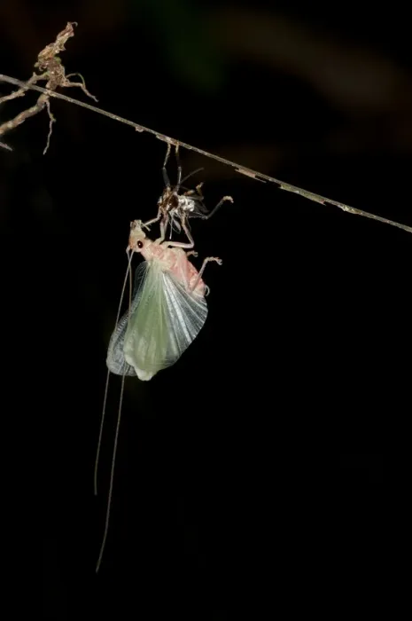 Framed Print : Bush cricket or Katydid -Tettigoniidae- moulting, Tiputini, rainforest, Yasuni National Park, Ecuador, South America Framed Print : Bush cricket or Katydid -Tettigoniidae- moulting, Tiputini, rainforest, Yasuni National Park, Ecuador, South America