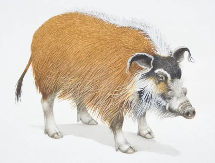 Framed Print : Bush Pig, Potamochoerus porcus, front view Framed Print : Bush Pig, Potamochoerus porcus, front view