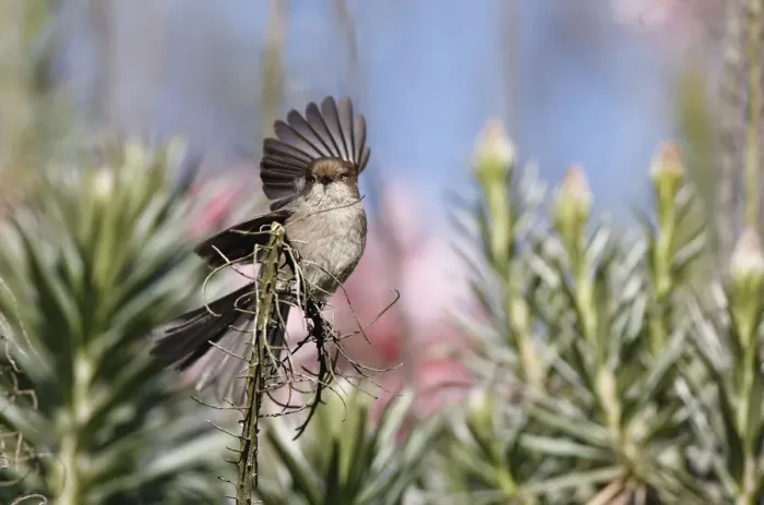 Framed Print : Bush Tit with spread wing Framed Print : Bush Tit with spread wing