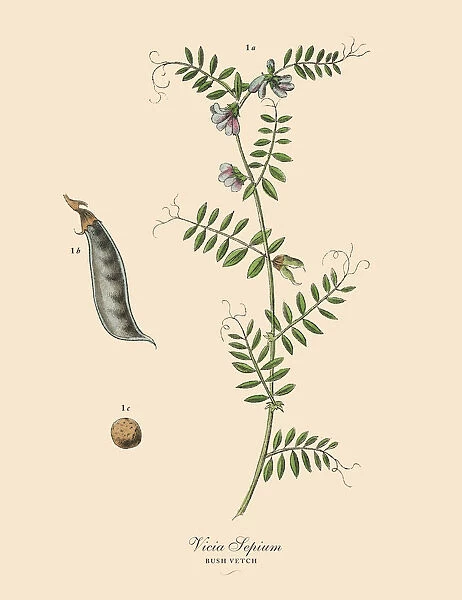 Bush Vetch, Legumes, Victorian Botanical Illustration