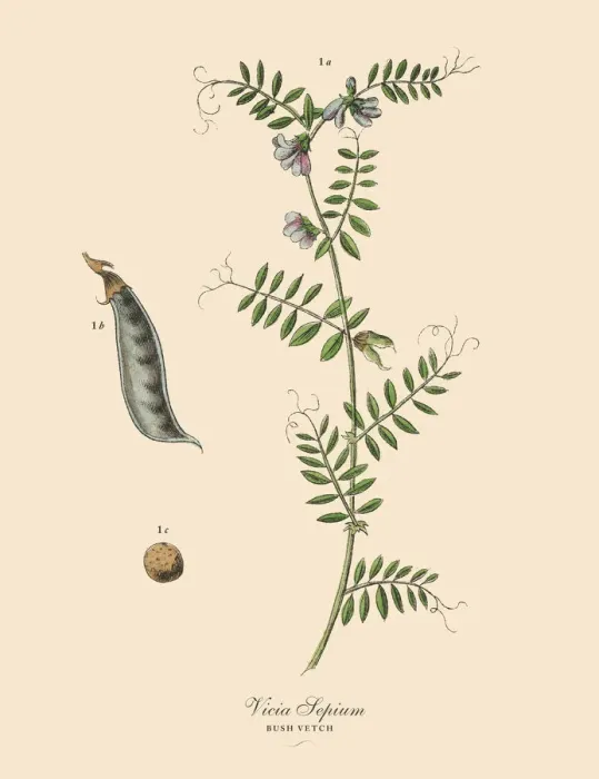 Framed Print : Bush Vetch, Legumes, Victorian Botanical Illustration Framed Print : Bush Vetch, Legumes, Victorian Botanical Illustration