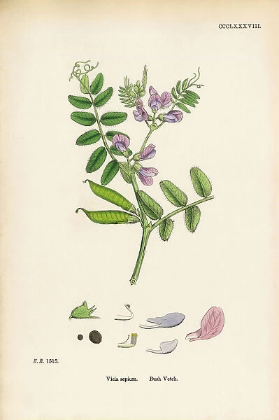 Bush Vetch, Vicia sepium, Victorian Botanical Illustration, 1863