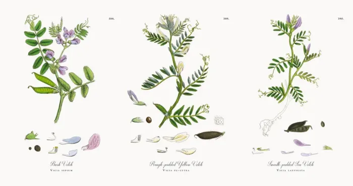 Framed Print : Bush Vetch, Vicia sepium, Victorian Botanical Illustration, 1863