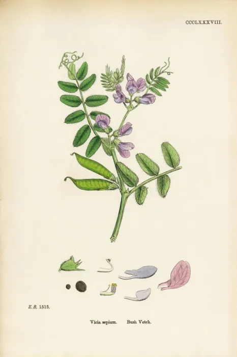 Framed Print : Bush Vetch, Vicia sepium, Victorian Botanical Illustration, 1863