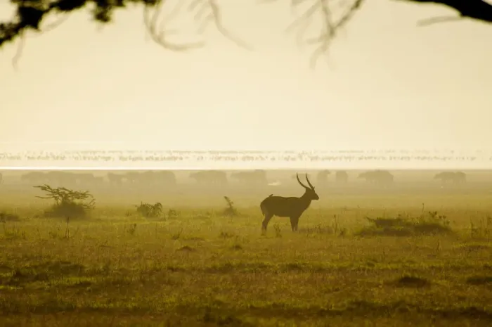Framed Print : Bushbuck, Cape Buffalo and Flamingos in Silhouette Framed Print : Bushbuck, Cape Buffalo and Flamingos in Silhouette
