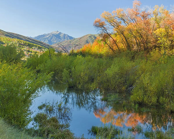 Bushes reflected in stream in Wasatch Cache National Forest, Utah, USA