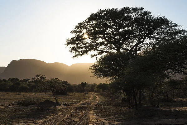 Bushveld track at sunrise, Marataba Private Game Reserve, Limpopo, South Africa