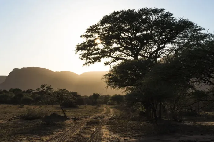 Framed Print : Bushveld track at sunrise, Marataba Private Game Reserve, Limpopo, South Africa