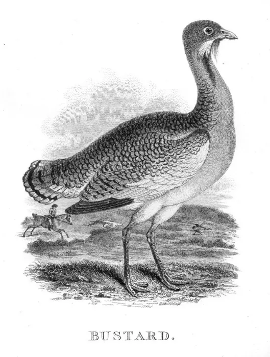 Framed Print : Bustard engraving 1812