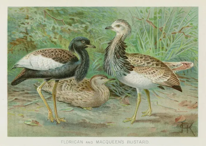 Framed Print : Bustard and Florican chromolithograph 1896 Framed Print : Bustard and Florican chromolithograph 1896