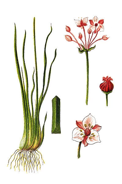 Butomus umbellatus (flowering rush or grass rush)