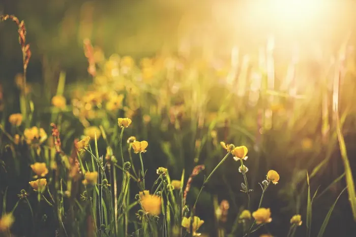 Framed Print : Buttercup sundown Framed Print : Buttercup sundown