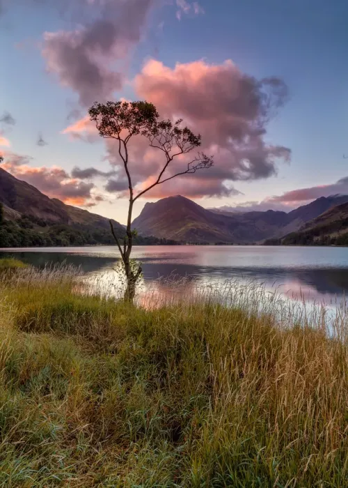 Framed Print : Butteremere Lone Tree Framed Print : Butteremere Lone Tree