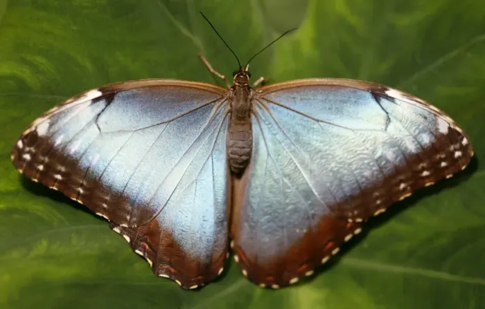 Framed Print : Butterflie Framed Print : Butterflie
