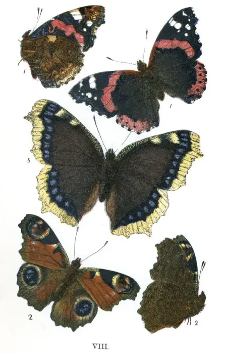 Framed Print : Butterflies Framed Print : Butterflies