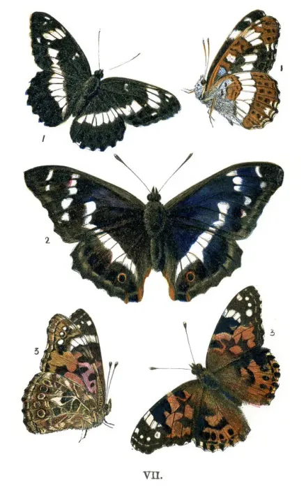 Framed Print : Butterflies Framed Print : Butterflies