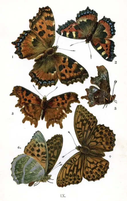 Framed Print : Butterflies Framed Print : Butterflies