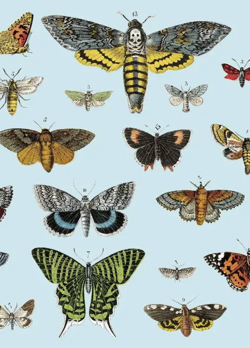 Framed Print : Butterflies Framed Print : Butterflies