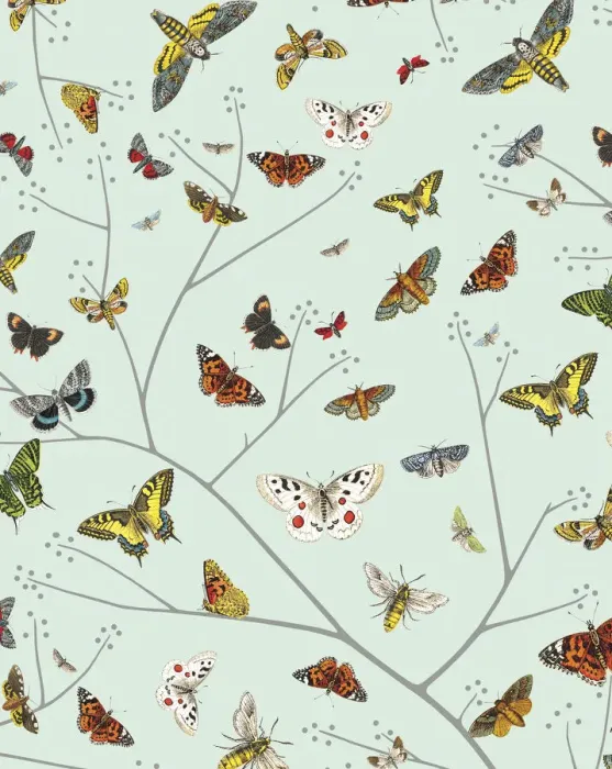 Framed Print : Butterflies Framed Print : Butterflies