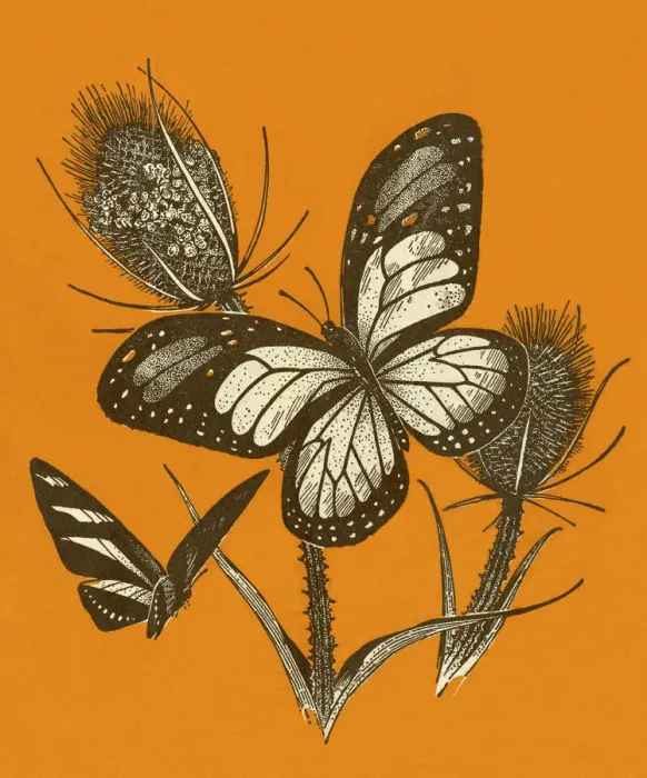 Framed Print : Butterflies Framed Print : Butterflies