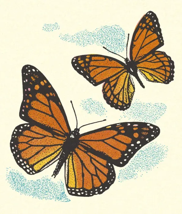 Framed Print : Two Butterflies Framed Print : Two Butterflies