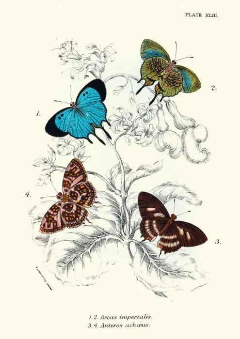 Framed Print : Butterflies, Arcas imperialis, Anteros achaeus, Art print Framed Print : Butterflies, Arcas imperialis, Anteros achaeus, Art print