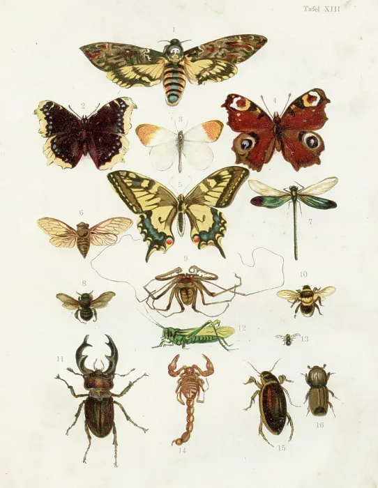 Framed Print : Butterflies: Aurora, Swallowtail, Eyed hawk moth, Dragon fly, Grasshopper, Cicada, Stag beetle chromolithograph illustration 1891 Framed Print : Butterflies: Aurora, Swallowtail, Eyed hawk moth, Dragon fly, Grasshopper, Cicada, Stag beetle chromolithograph illustration 1891