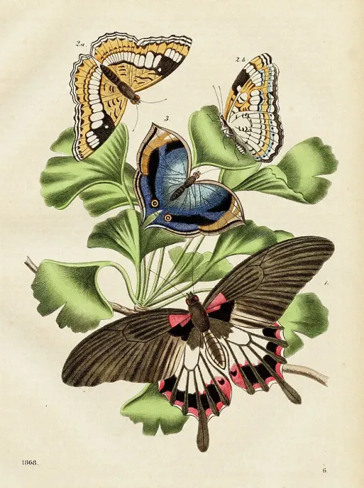 Framed Print : Butterflies Chromolithograph 1868 Framed Print : Butterflies Chromolithograph 1868
