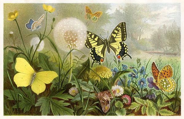 Butterflies Chromolithograph 1884